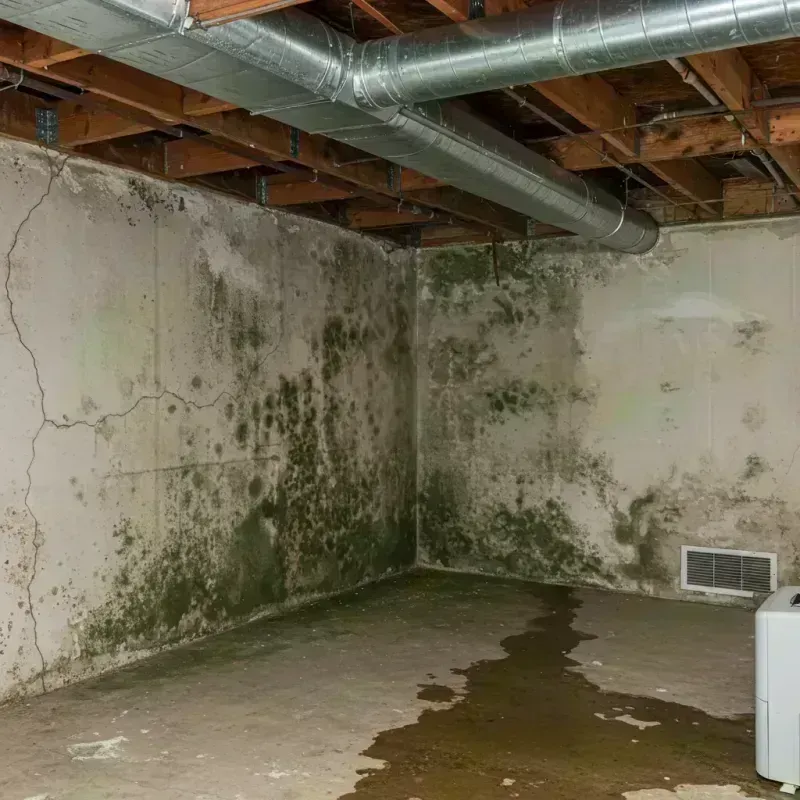 Professional Mold Removal in Peoria, IL